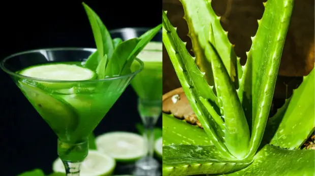 How to make aloe vera juice for weight loss - Health Crescent